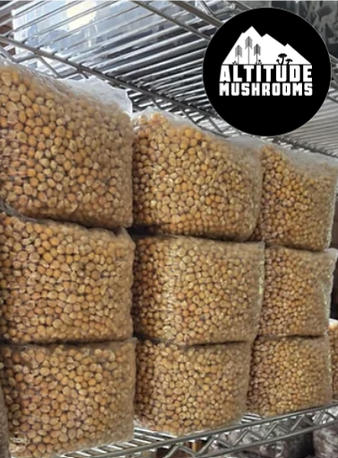 Altitude Mushrooms Grain Spawn Corn 3lb Bag